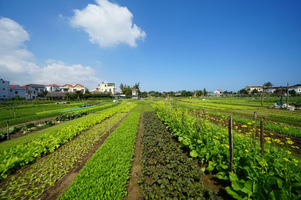 Du lịch làng nghề ở Hội An