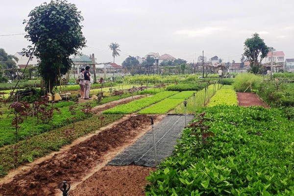 Green and sustainable tourism in Hoi An