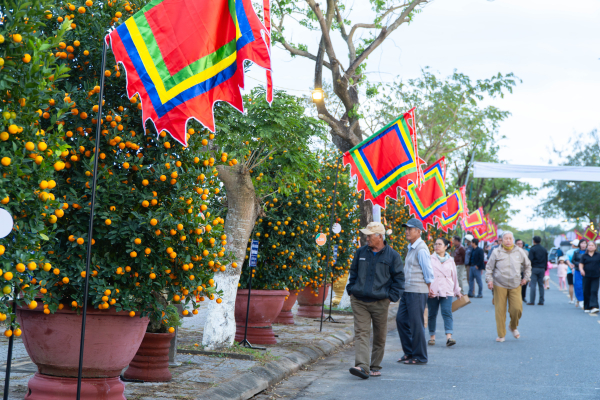 Nghề trồng quật Cẩm Hà – sắc xuân bền bỉ từ làng quê