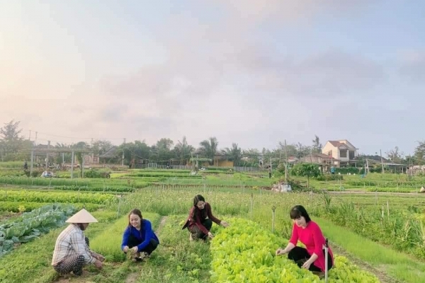 Nghề trồng rau ở Trà Quế