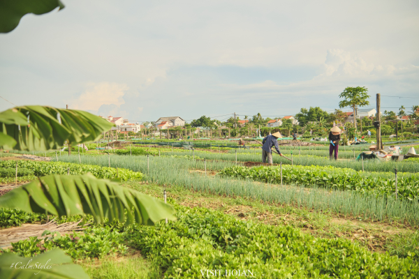 Về làng rau Trà Quế